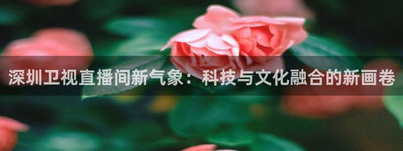 蜘蛛篮球：深圳卫视直播间新气象：科技与文化融合的新画卷