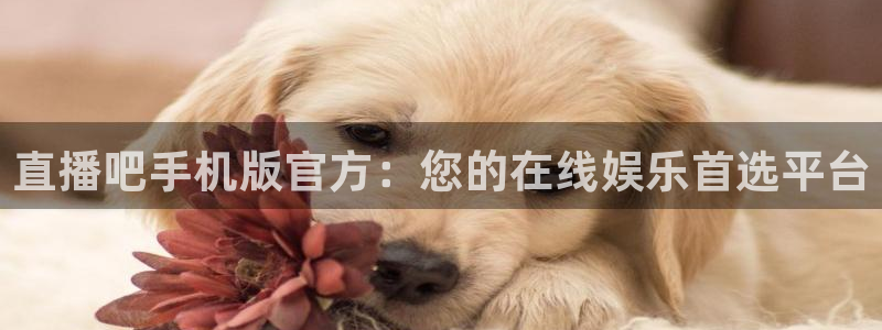 蜘蛛直播nba在线观看：直播吧手机版官方：您的在线娱乐首选平台